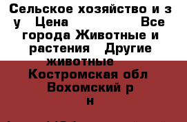 Сельское хозяйство и з/у › Цена ­ 2 500 000 - Все города Животные и растения » Другие животные   . Костромская обл.,Вохомский р-н